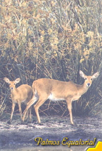 antelopes.jpg