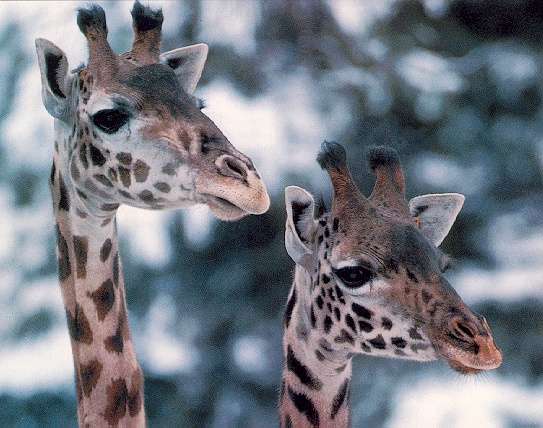 giraffes.jpg