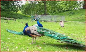 peacocks.jpg